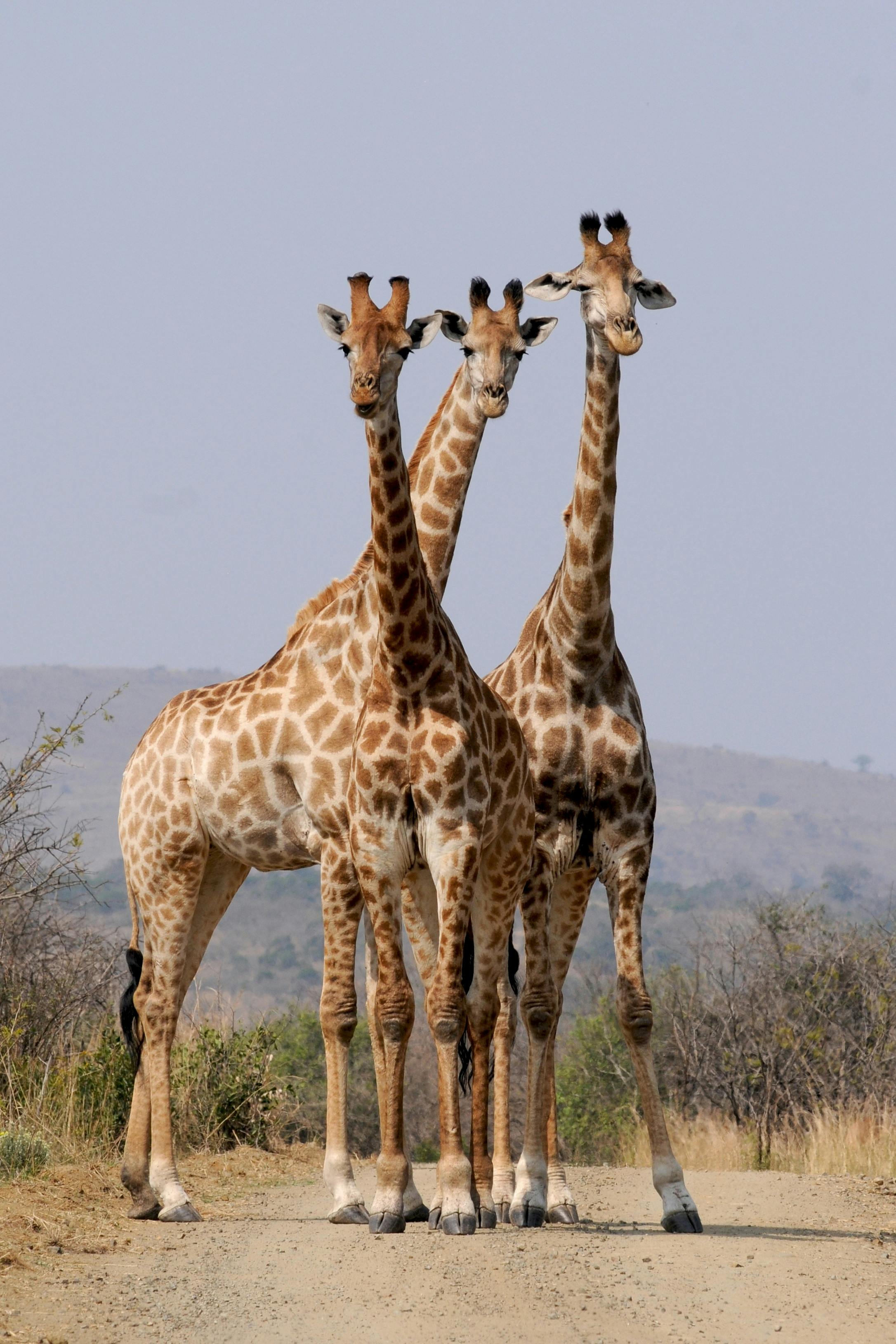 Girafe Image